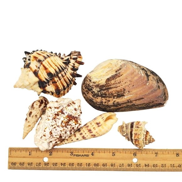Lot Of 6 Authentic Sea Shells for Nautical Beach Home Decor, Real Ocean‎ Coastal - Picture 3 of 6